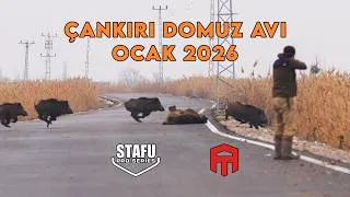 Çankırı’da Nefes Kesen Sürü Domuz Avı